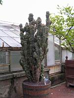 Cactus - Cereus Repandus f. Monstruosus (fam Cactecees) (Venezuela) (1) (Photo F. Mrugala)